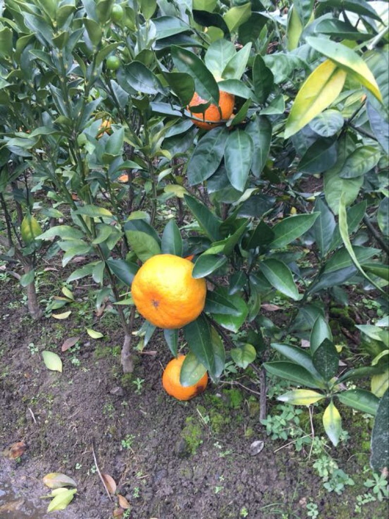 柑桔苗30~50cm