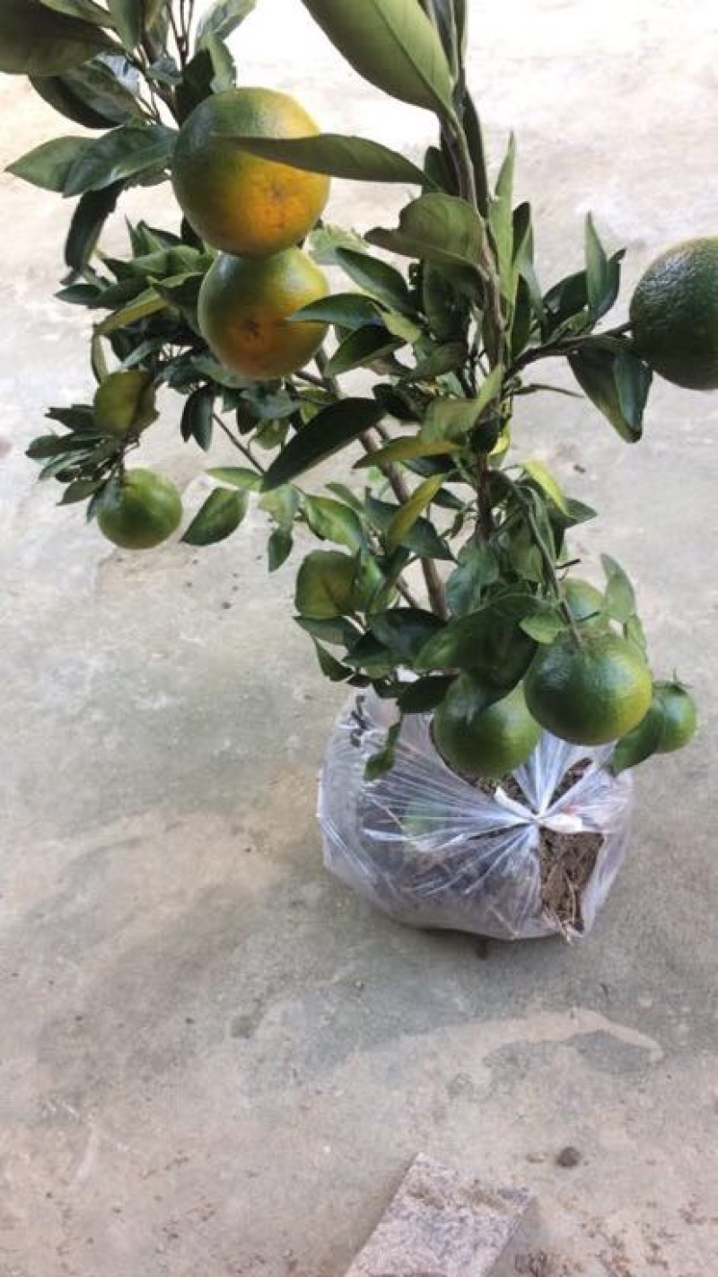 柑桔苗30~50cm