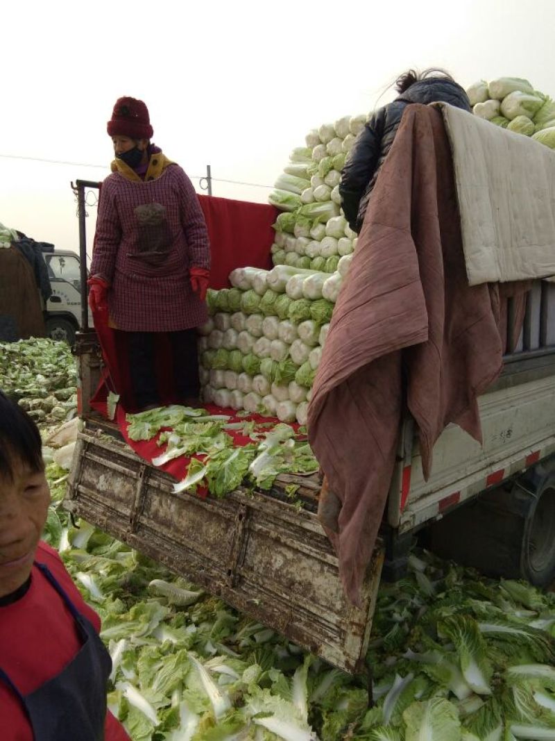 精品大白菜净菜4~6斤基地直供一手货源价格美丽