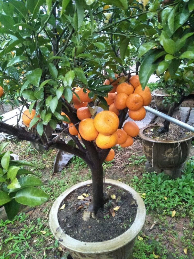 柚子树苗红心柚马家柚各种果树