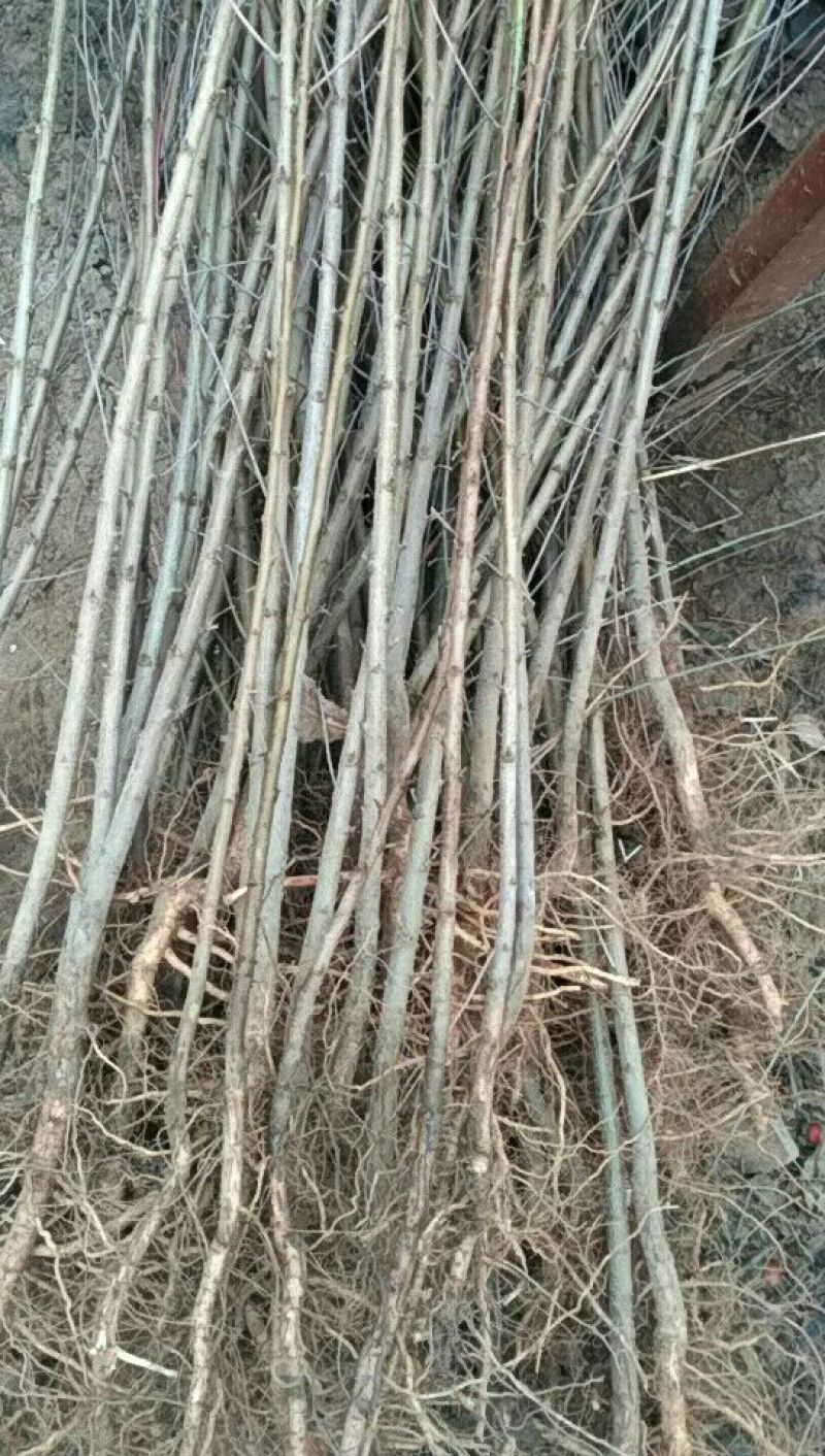 桃树苗60~70cm