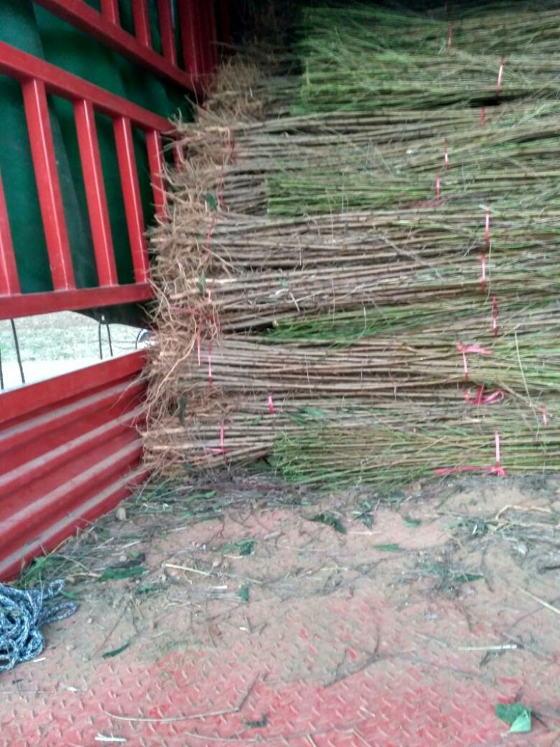 桃树苗60~70cm