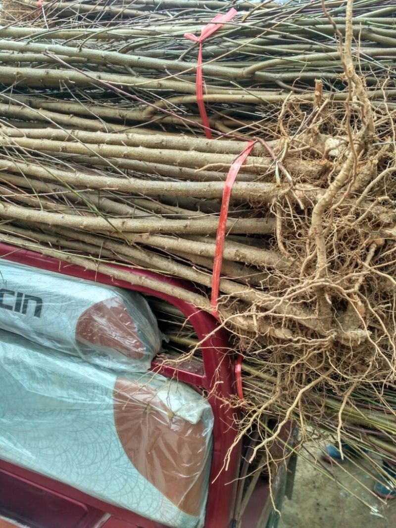 桃树苗60~70cm