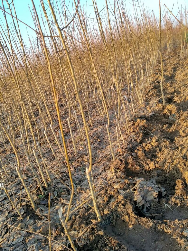 桃树苗60~70cm