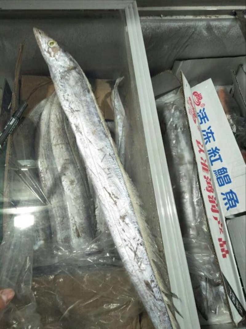 刀鱼食用冰鲜鱼