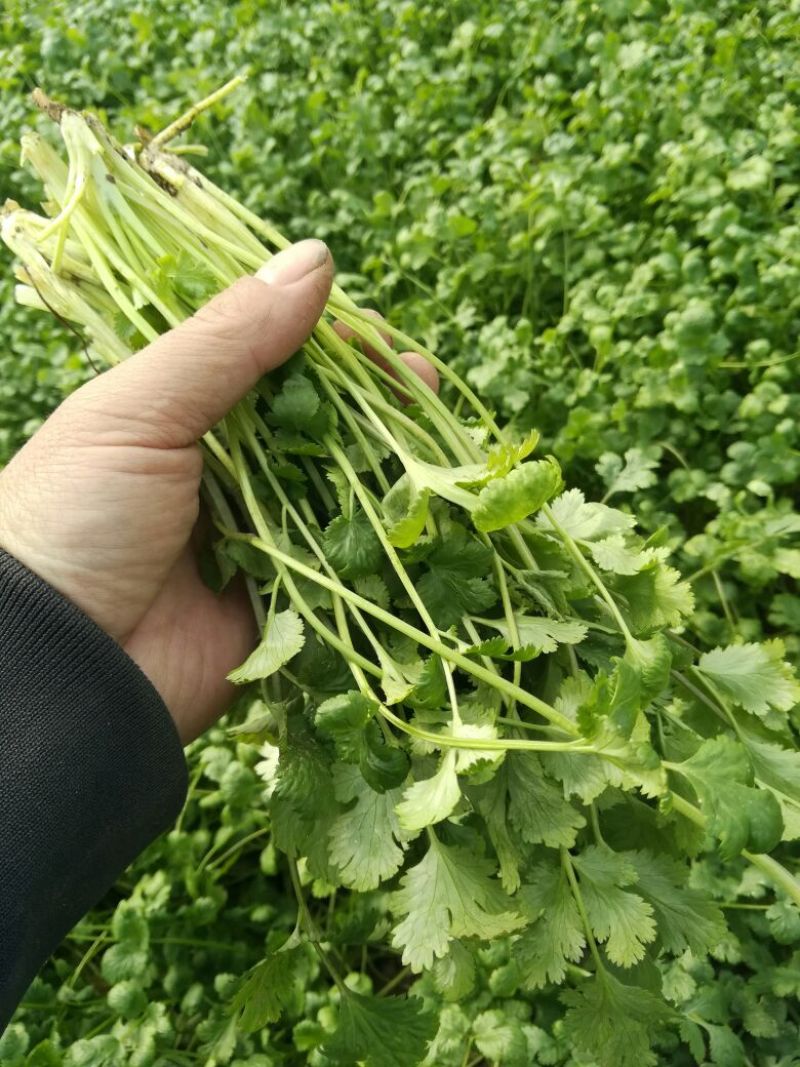 【产地直发】河北精品香菜，20~30厘米，千亩基地直发