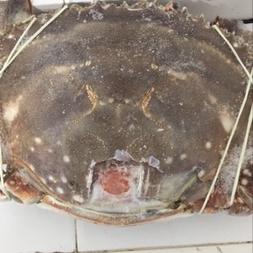 梭子蟹食用冻品