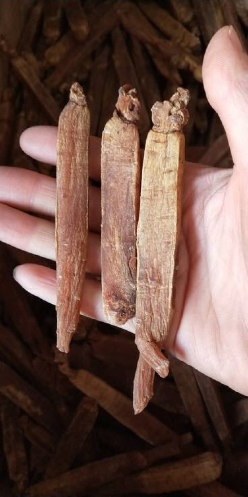 高丽参