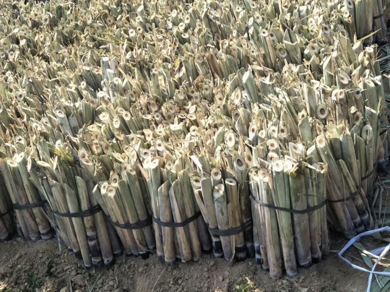 黑皮甘蔗苗4---7芽质量保证新鲜苗