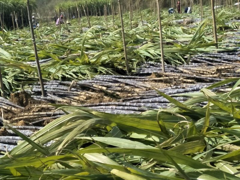 黑皮甘蔗苗4---7芽质量保证新鲜苗