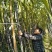 黑皮甘蔗苗4---7芽质量保证新鲜苗