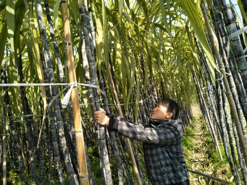 黑皮甘蔗苗4---7芽质量保证新鲜苗