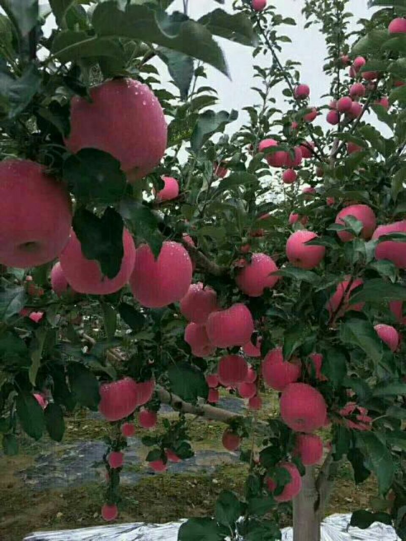 洛川苹果75mm以上光果