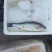 海鲈鱼食用