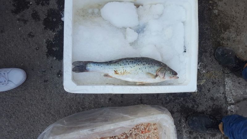 海鲈鱼食用