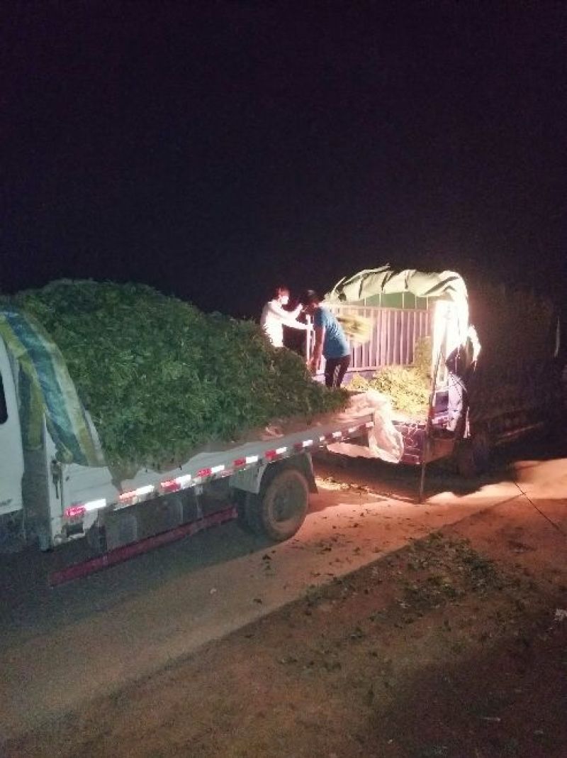 商薯19红薯苗量大基地直供品种齐全全国发货