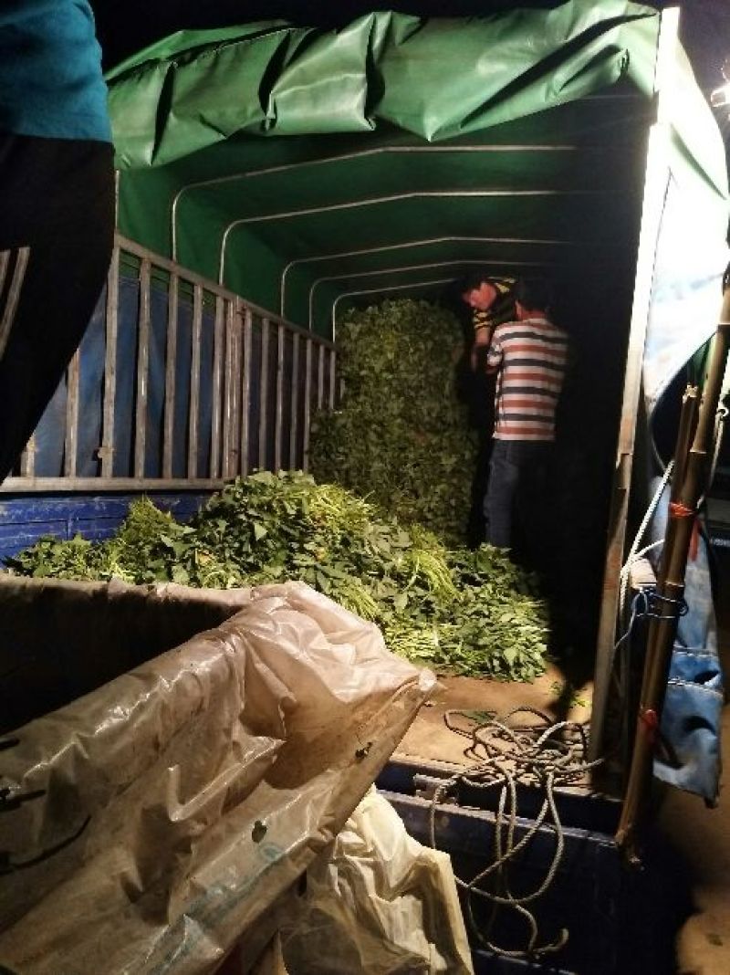 商薯19红薯苗量大基地直供品种齐全全国发货
