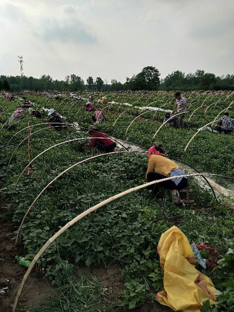 商薯19红薯苗量大基地直供品种齐全全国发货