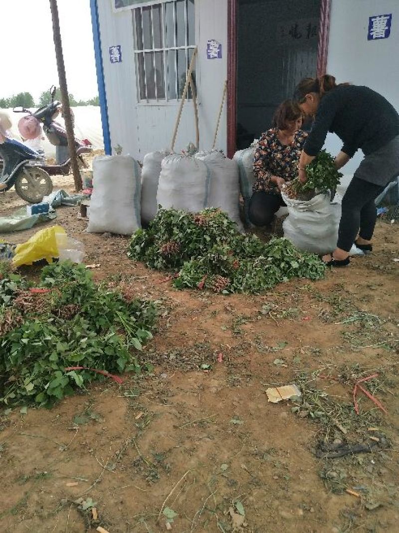 商薯19红薯苗量大基地直供品种齐全全国发货