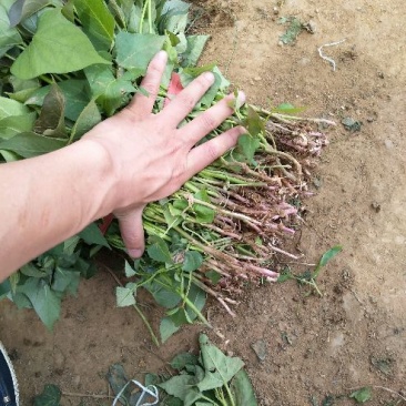 商薯19红薯苗量大基地直供品种齐全全国发货