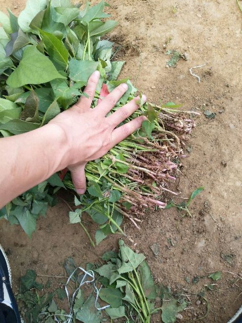 商薯19红薯苗量大基地直供品种齐全全国发货