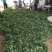 商薯19红薯苗量大基地直供品种齐全全国发货