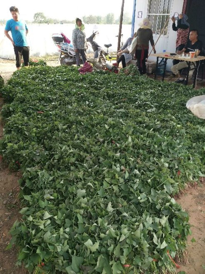商薯19红薯苗量大基地直供品种齐全全国发货