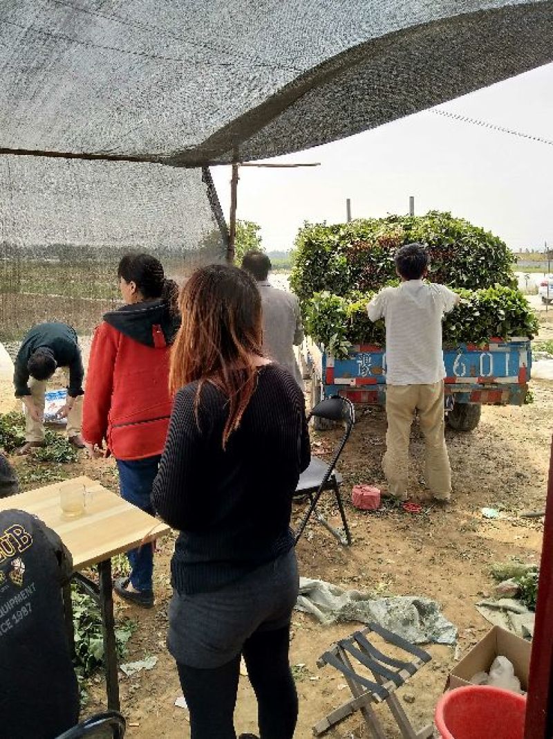 商薯19红薯苗量大基地直供品种齐全全国发货