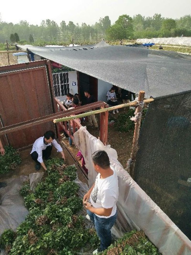 商薯19红薯苗量大基地直供品种齐全全国发货