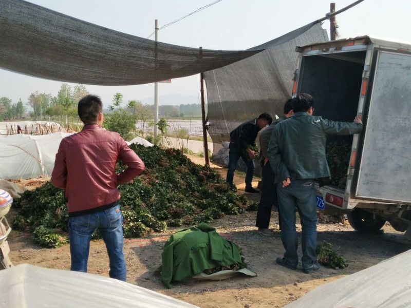 商薯19红薯苗量大基地直供品种齐全全国发货