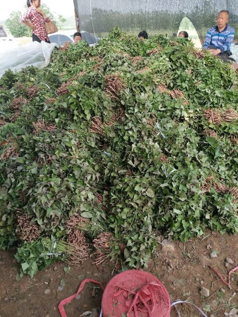 商薯19红薯苗量大基地直供品种齐全全国发货