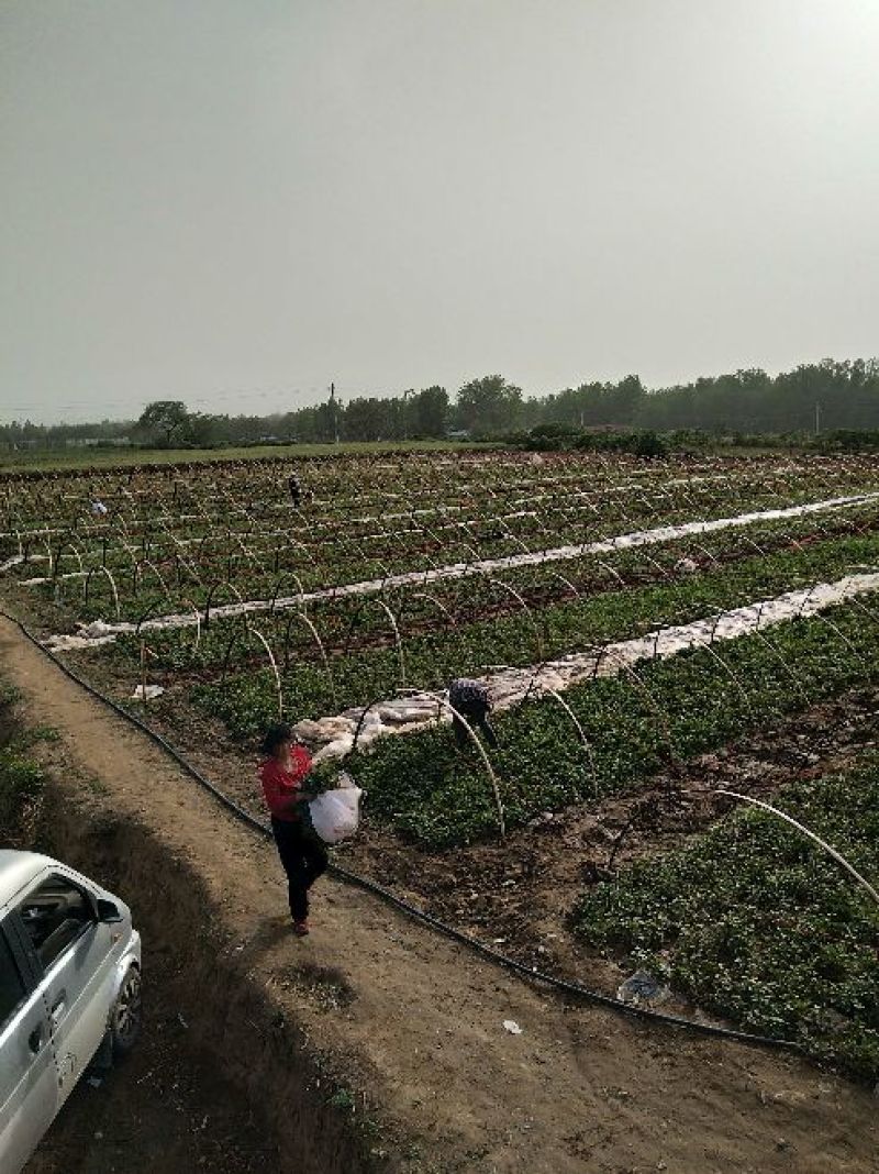 商薯19红薯苗量大基地直供品种齐全全国发货