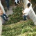 商薯19红薯苗量大基地直供品种齐全全国发货