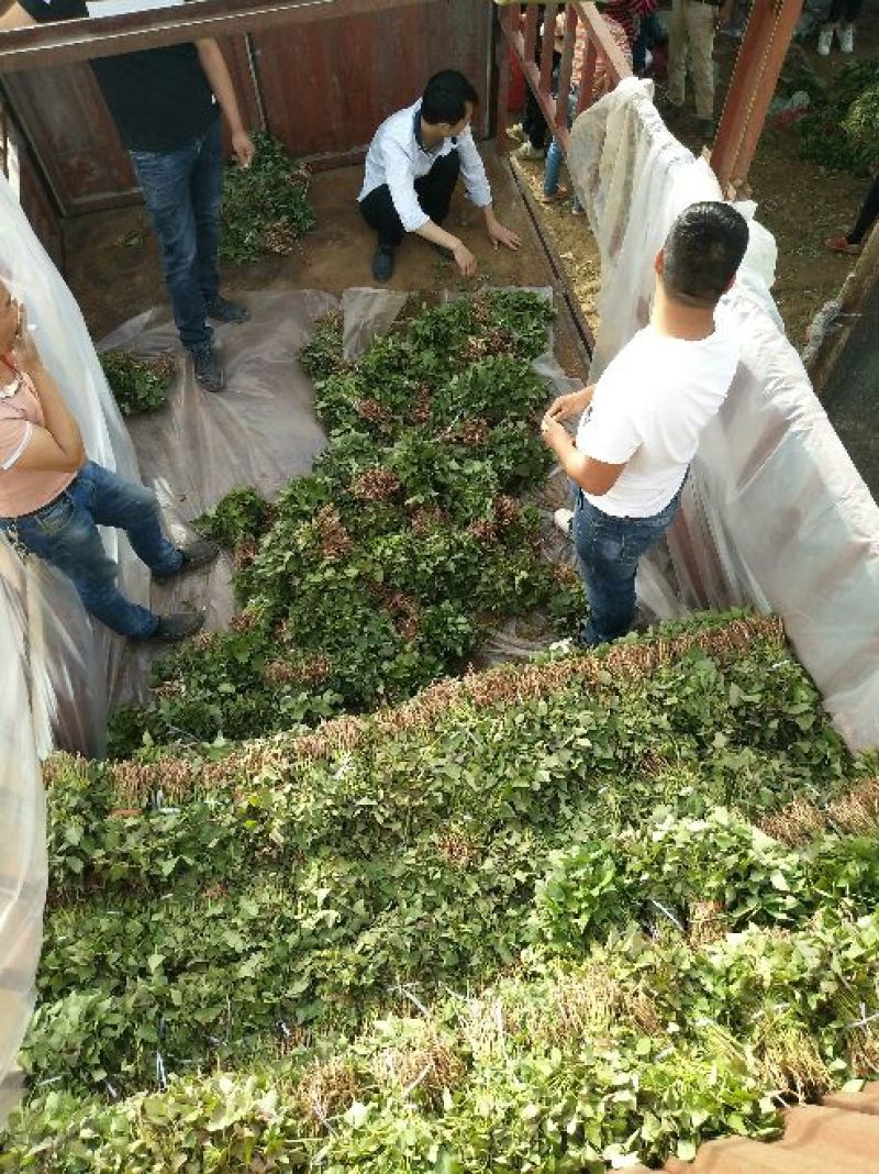 商薯19红薯苗量大基地直供品种齐全全国发货