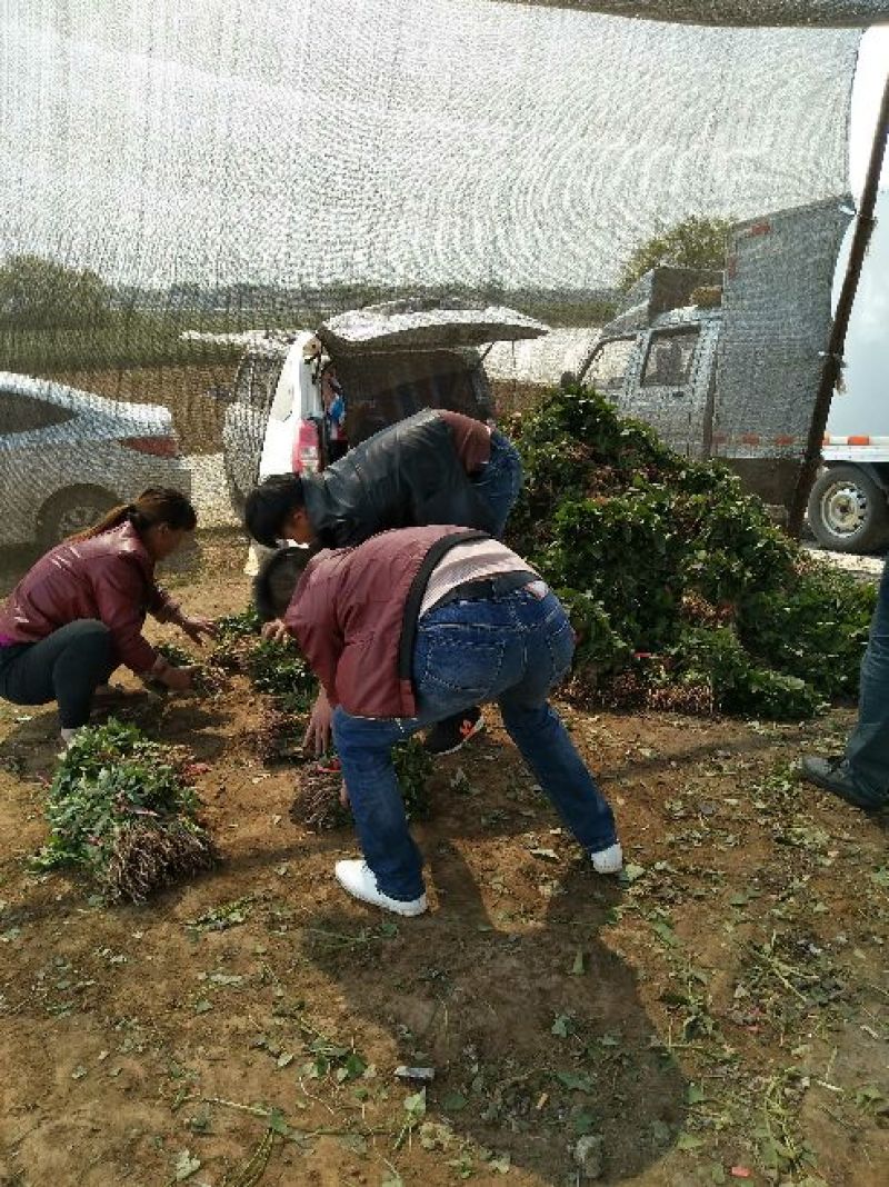 商薯19红薯苗量大基地直供品种齐全全国发货