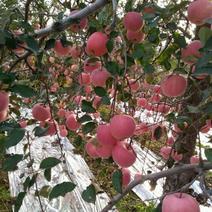 苹果树苗红富士苹果苗死苗补发免费提供技术指导