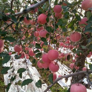 苹果树苗红富士苹果苗死苗补发免费提供技术指导
