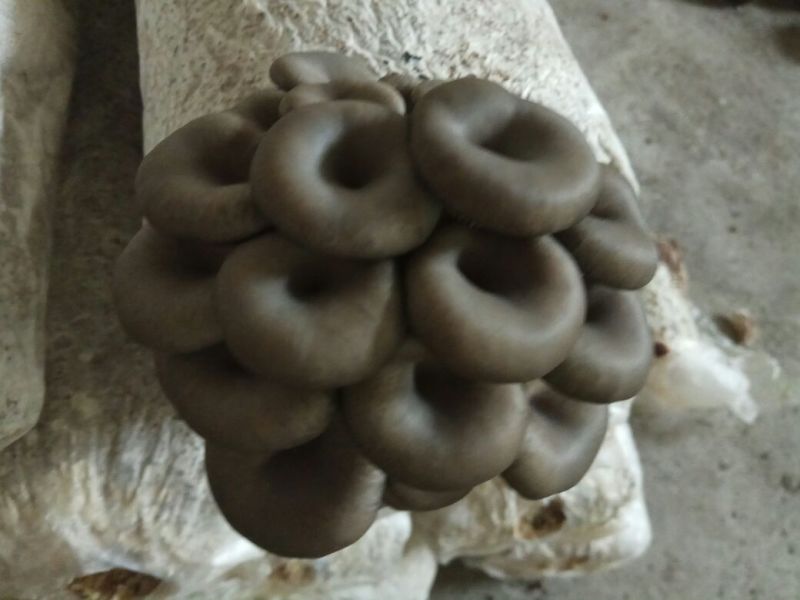 平菇秀珍菇榆黄蘑等菌种（各种温型和颜色栽培种欢迎订购）