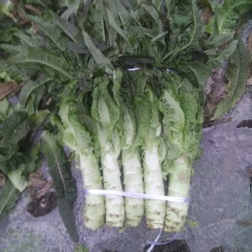 莴苣2斤以上40~50cm