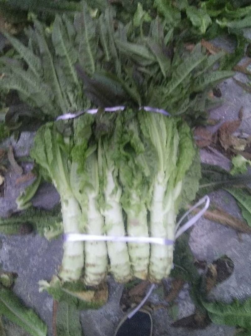 莴苣2斤以上40~50cm