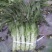 莴苣2斤以上40~50cm
