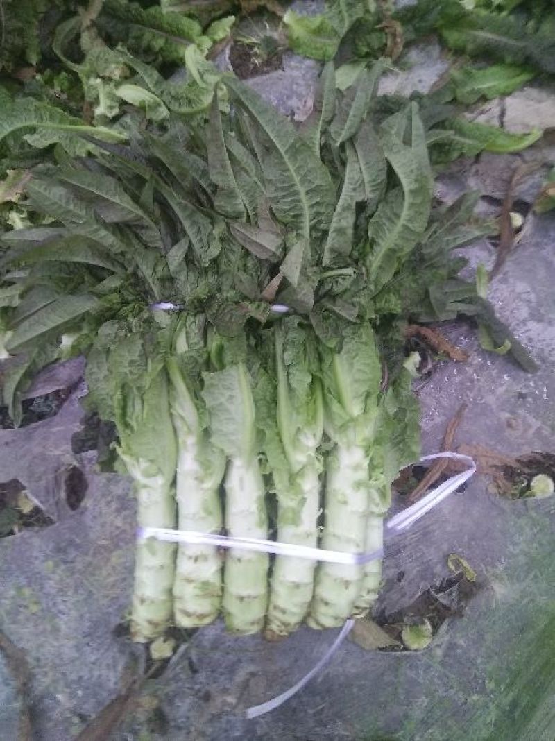 莴苣2斤以上40~50cm