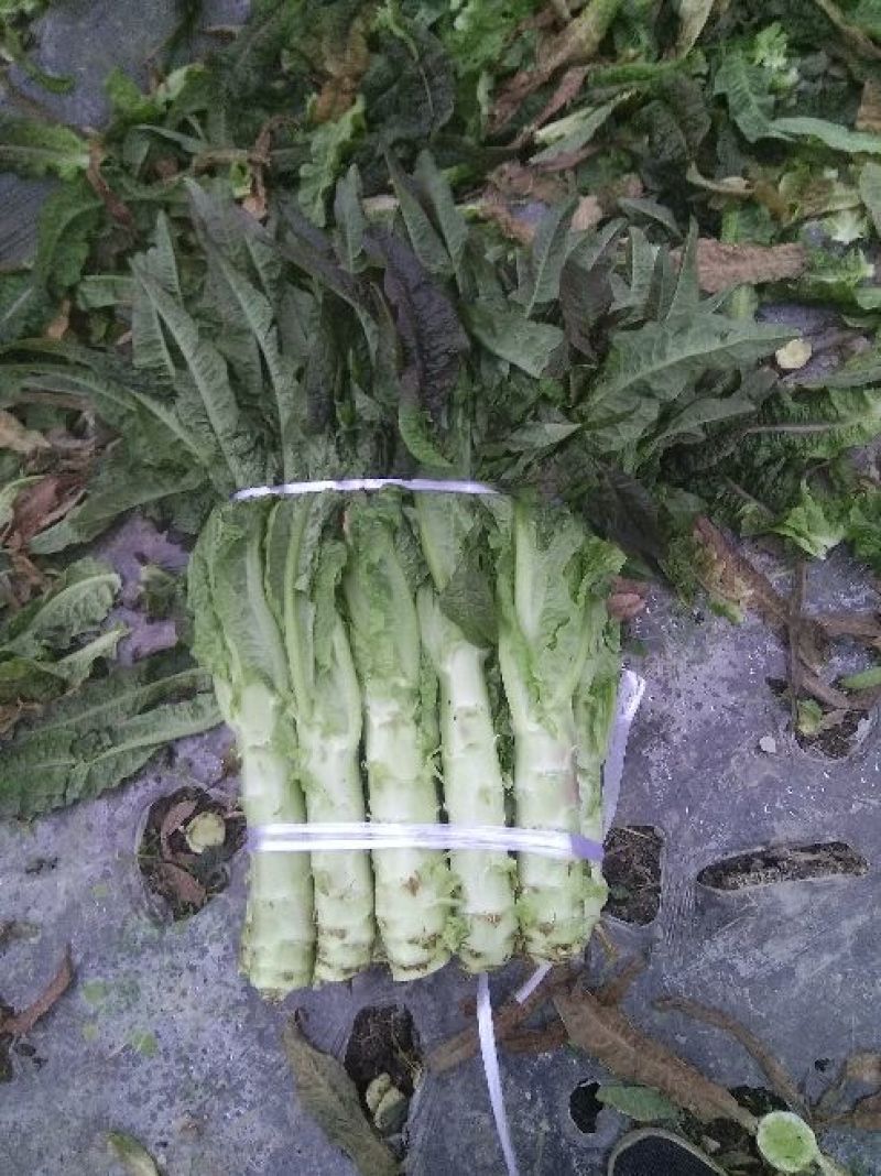 莴苣2斤以上40~50cm