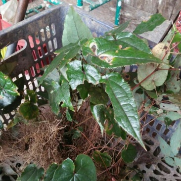 淫羊藿纯野生鲜货