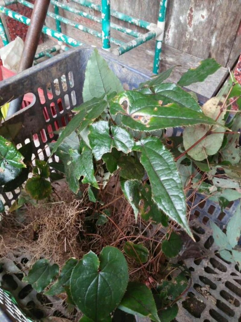 淫羊藿纯野生鲜货