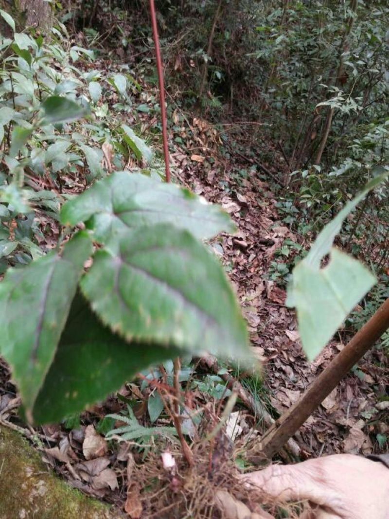 淫羊藿纯野生鲜货