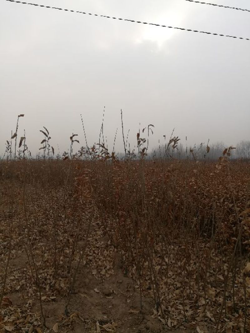 板栗树苗，原生苗，嫁接成品苗，多种规格。