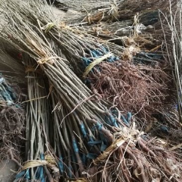 板栗树苗，原生苗，嫁接成品苗，多种规格。