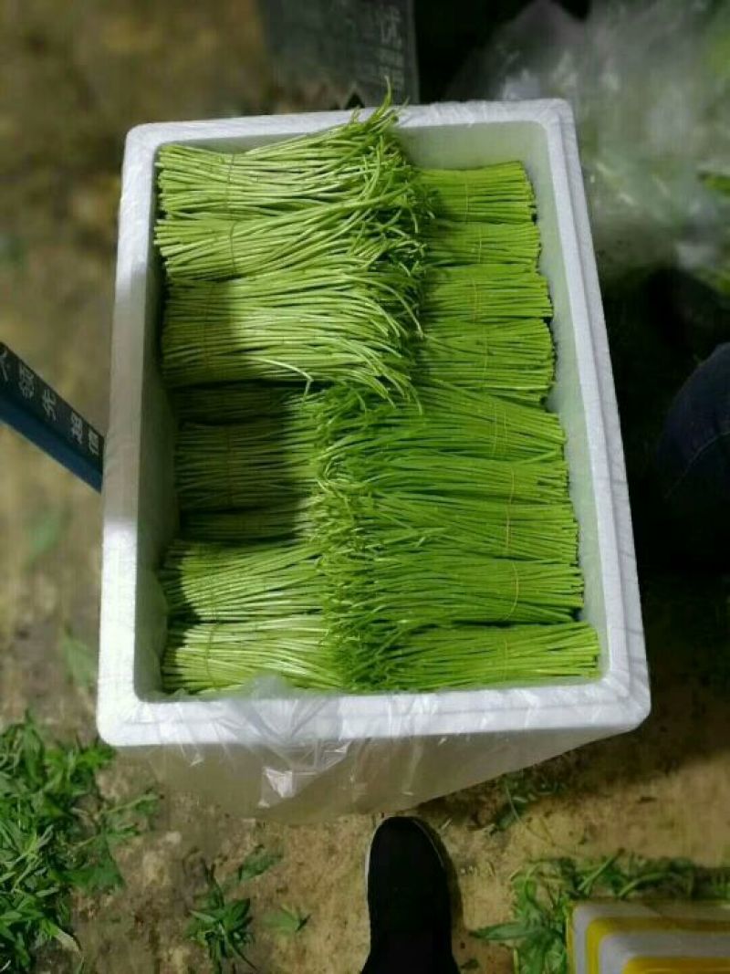 芦篙