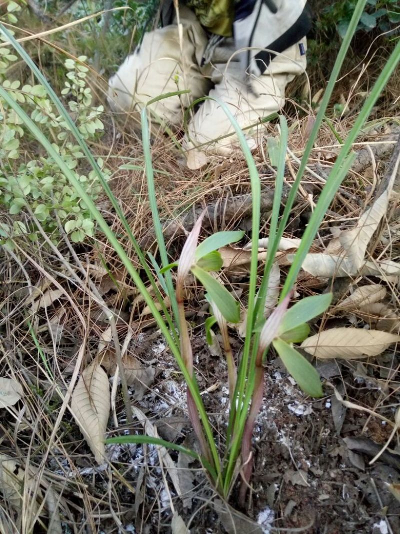 兰花不含盆